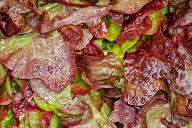 Akdeniz Salatası